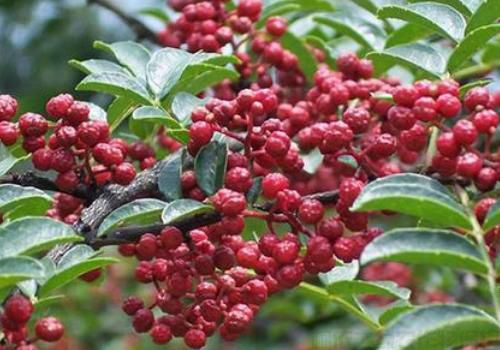 花椒树怎么种?花椒树种植管理技术介绍(图1) 花椒树怎么种?花椒树种植管理技术介绍(图1)