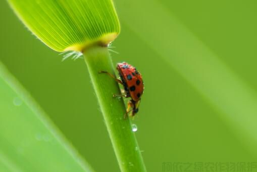 蜱虫、螨虫、沃柑线虫、瓢虫、鸡球虫的防治方法有哪些？(图1)